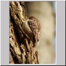 Certia brachydactyla - Gartenbaumlaefer - 04.jpg